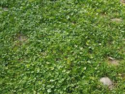 Image result for Dichondra micrantha