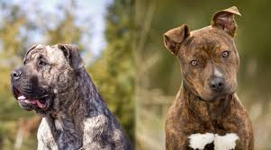 Presa Canario Vs American Pit Bull Terrier Differences