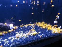 Snail Infestation Google Search Fish Care Saltwater Tank Marine Animals