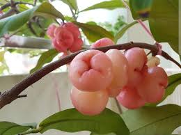Jambu Rose Apple Java Apple Potted Garden Plant Gardening Plants On Carousell