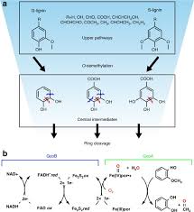 Tan peng sam & co. A Promiscuous Cytochrome P450 Aromatic O Demethylase For Lignin Bioconversion Nature Communications