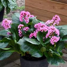 What's new in 2020 learn about stunning new plants shop proven winners plants click here to shop online proven harvest new herbs, berries, and veggies sign up. New Proven Winners Perennials For 2021 Walters Gardens Inc