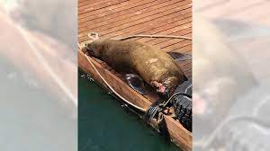 Obviously on land the lion owns the shark. Great White Sharks Attacking Sea Lions At Increased Rate Off Southern California Coast Orange County Register
