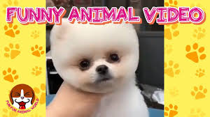 Funny Cute Animals Videos Compilation Funniest Animal Moments Th Funny Animals Try Not To Laugh Funny Animal Videos