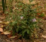 Image result for Solanum campylacanthum 'panduriforme type'