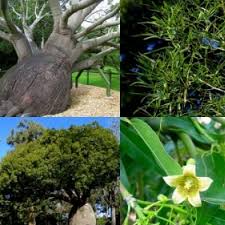 Australian native, queensland bottle tree (brachychiton rupestris) tropical centre see, smell & touch heliconias, orchids and other exotic plants from misty mountains and lowland forests reads the. Brachychiton Rupestris Queensland Bottle Tree Seeds X15 Ole Lantana S Seed Store