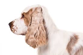 71 Most Popular Cocker Spaniel Weight Chart