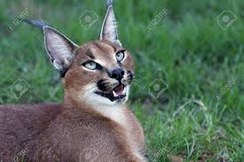 What kind of animal is the african caracal? Handsome Caracal Wild Cat Or African Lynx Stock Photo Picture And Royalty Free Image Image 6826771