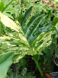 It is known for its fabulous, showy, wide, and welcoming leaves that have the feel of a tropical jungle. Xl Philodendron Selloum Variegata Plant In 6 Pot The Aroid Project