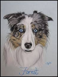 Tableau De Border Collie Au Pastel Sec Par Cindy Barillet Dessin Chien Peintures De Chien Art Animalier