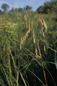 Image result for Bromus