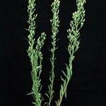 Image result for Eschenbachia stricta