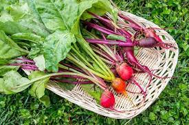 Are beets hard to grow? How To Grow Beets