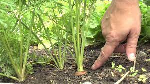 They will also be vibrant in color. The Garden Minute When To Harvest Carrots Youtube