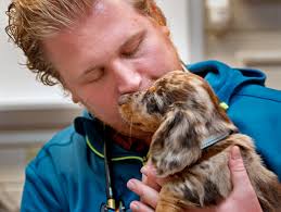 Purdue veterinarians investigate atypical respiratory illness in dogs