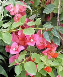 Different authors accept from 4 to 18 species in the genus. Growing Bougainvillea Bougainvillea Species