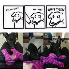 My Puppy Demonstrating The Dog Logic In This Comic Dog Logic Funny Animal Memes Funny Animal Pictures