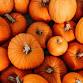 Pumpkin Patch event image