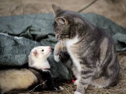 The biggest and most well known breeder is marshall farm/marshal ferret. Live With Ferrets And Other Pets