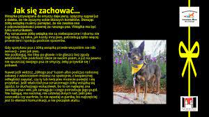 We did not find results for: Zolta Wstazka U Psa Youtube