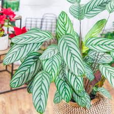 Image result for Ktenante Ctenanthe