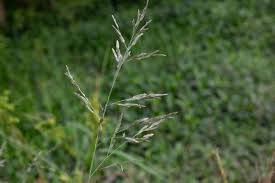 Image result for Eragrostis dinteri