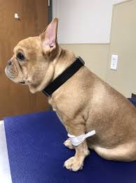 A list of approved french bulldog rescue groups French Bulldog Rescue Network Silas In Oh
