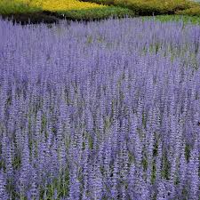 Image result for Perovskia atriplicifolia lacey blue lisslitt photo