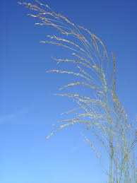 Image result for Eragrostis tef