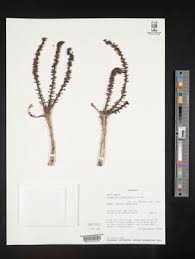 Image result for Cussonia corbisieri