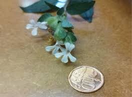 Image result for Phaulopsis sangana