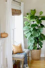 Ficus Lyrata Fiddle Leaf Fig Plant Decor Indoor Apartment Plants Small Apartment Plants