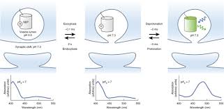 Era su carta mappa d'italia. Genetically Encoded Indicators Of Neuronal Activity Nature Neuroscience