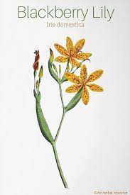 Blackberry Lily Medicinal Uses Herbalism Herbal Medicine Herbal Plants