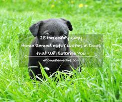 25 Incredibly Easy Home Remedies For Worms In Dogs Worms In Dogs Dog Treatment Dog Remedies