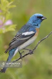 Image result for Passerina montana