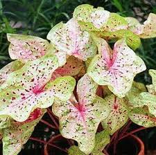 Caladium Miss Muffett Bulb Flowers Easy To Grow Bulbs Foliage Plants