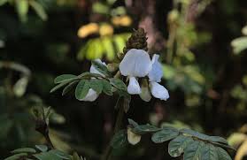Image result for Tephrosia vogelii