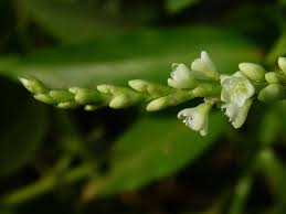 Image result for Persicaria barbata