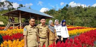 #31 kebun teh sukawana lembang. Rejang Lebong Miliki Taman Bunga Celosia Silampari Online