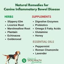 Canine Inflammatory Bowel Disease Causes Symptoms Treatment Remedies