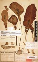 Image result for Amorphophallus abyssinicus
