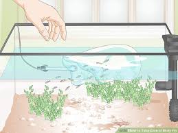 How To Take Care Of Molly Fry With Pictures Wikihow