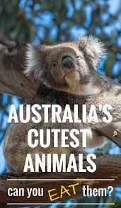 9 Cutest Australian Animals Can You Eat Them Cute Australian Animals Animals Australian Animals