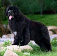 This Wallpaper Is Newfoundland Puppy Pictures Published Under Newfoundland Dog Category You Can Get More Hd Image Col Dog Breeds Newfoundland Puppies Big Dogs