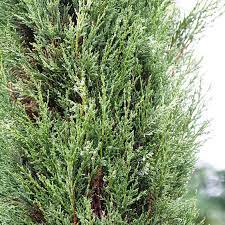 A ciprusfa levelestől ágastól kisangyalom hogy váljunk el egymástól úgy elválunk, kisangyalom, egymástól mint a csillag fényes ragyogásától cypress tree. Europai Ciprus Totem Cupressus Sempervirens Totem Kerti Novenyek Fitoland Hu