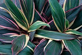 The Secret To Growing Healthy Cordyline Plants Indoors Dracaena Plant Plants Tall Potted Plants