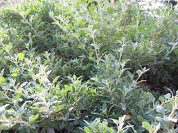 Image result for Rhagodia