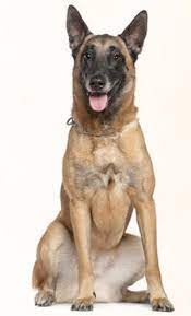 Belgian Malinois