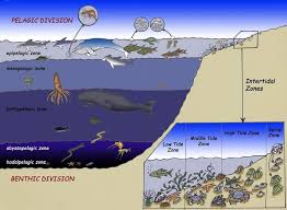 Bathypelagic Zone Exploring Nature Educational Resource Ocean Zones Layers Of The Ocean Ocean Projects